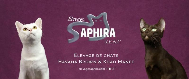 Saphira bannieres v02 copie site web